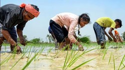 विचार: सस्ता अमेरिकी अनाज आया तो कौन बचेगा – किसान या भारत की खाद्य आत्मनिर्भरता?