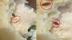 सैंडविच में निकलने लगे जिंदा कीड़े, गुरुग्राम के महंगे रेस्टोरेंट का Video देख आ जाएगी घिन!