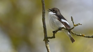 How Pied Flycatcher Cheat