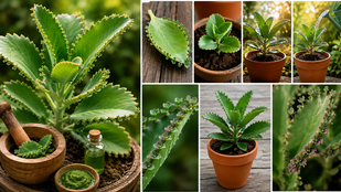 How to grow Patharchatta Plant
