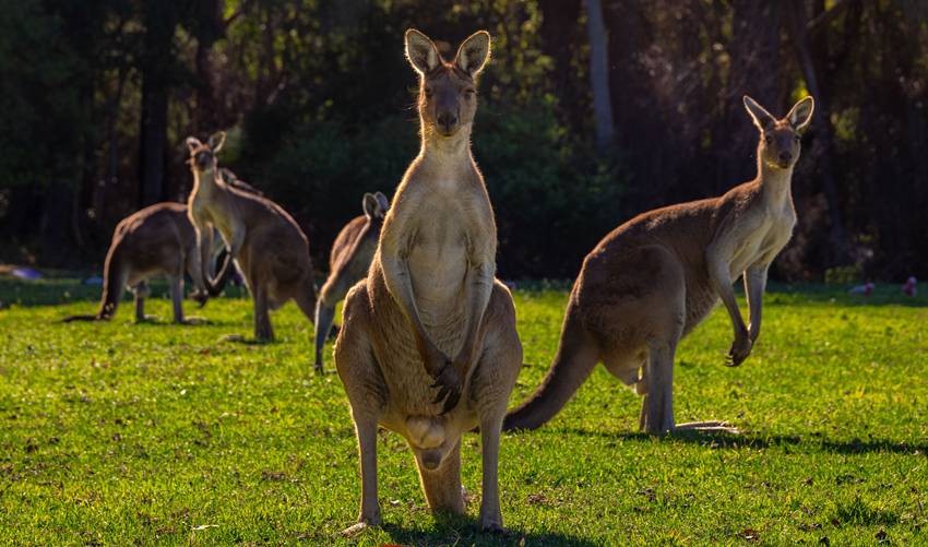 Kangaroos