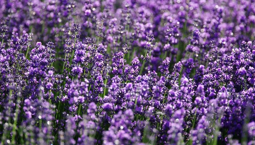 Lavender’s