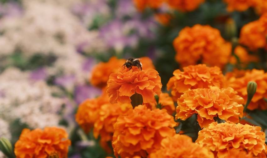 Marigold