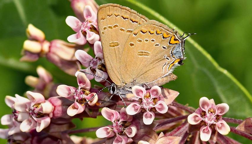 Milkweed