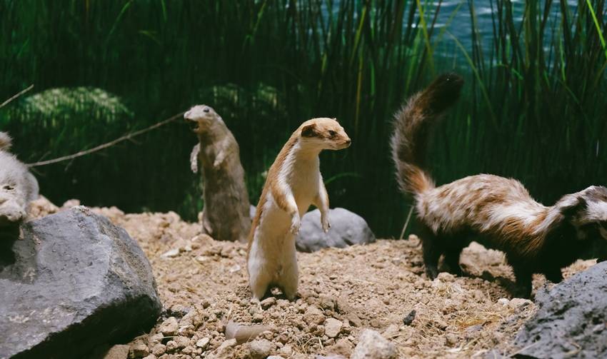 Mustelids