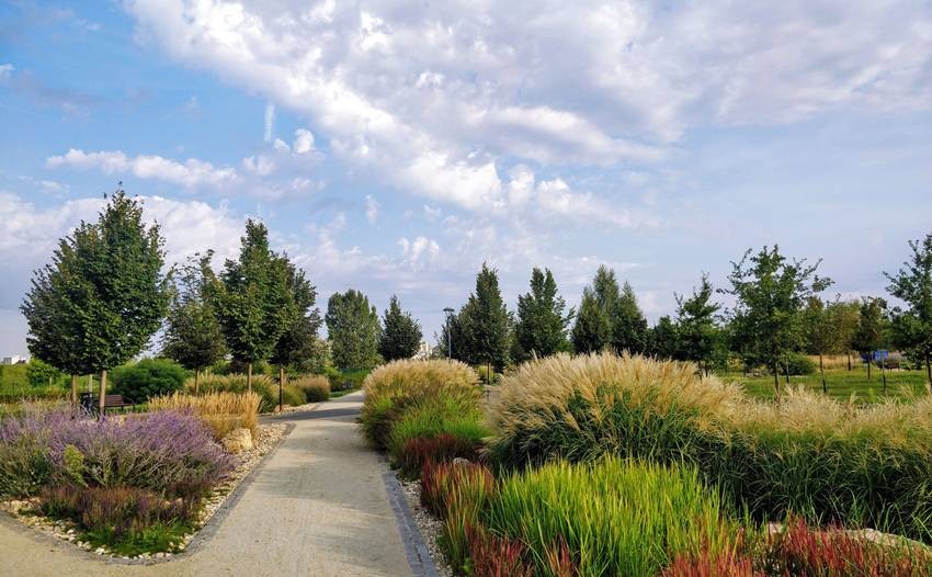Native grasses
