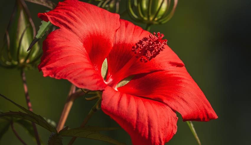 Native hibiscus