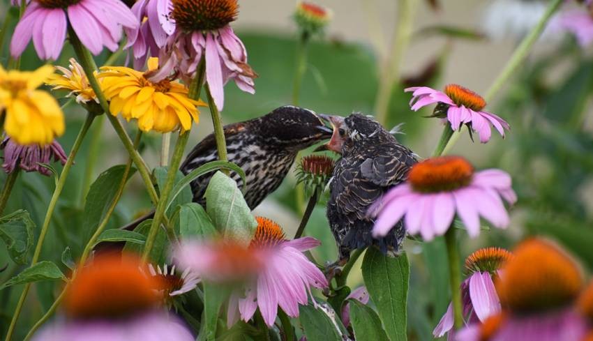 Plants Attract Birds And Butterflies
