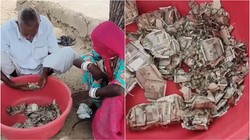चोरी के डर से खेत में गाड़ दिए थे 5 लाख रुपये, किसान की ‘गाढ़ी कमाई’ को चट कर गई दीमक