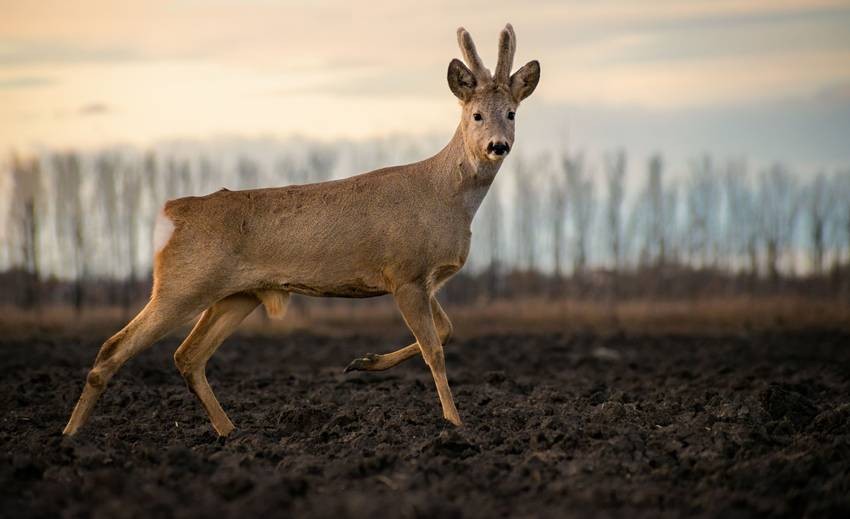 Roe Deer