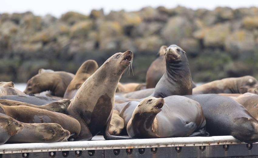Seals and Sea Lions