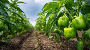 Shilma Mirch Growing Tips