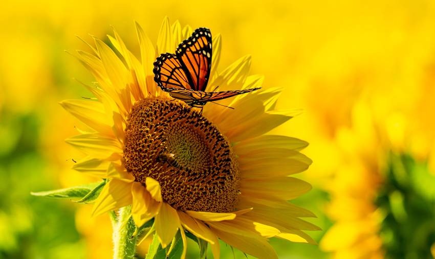 Sunflower