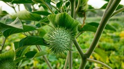 सेहत के लिए इतना खतरनाक क्यों है धतूरा, गलती से खा लें तो क्या होगा