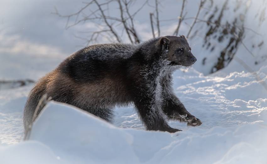 Wolverines