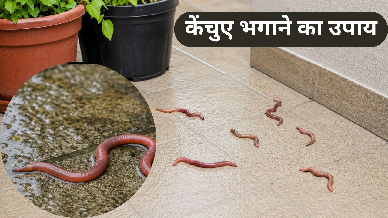 घर-आंगन और गमले के आसपास से केंचुआ भगाने के लिए इस तरह बनाएं दवा, जानें किन चीजों की पड़ेगी जरूरत