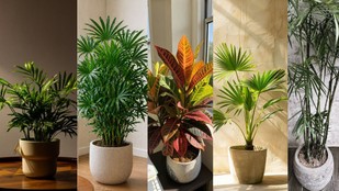 decorative palm plant | best palm plant for living room | types of palm plants
