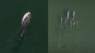 Dolphin, Dolphin Mother video , Fraggle Dolphin, Dolphin Grief