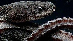 Dragon Snake: एक दुर्लभ सांप, जो अपनी खूबसूरती और जादुई लुक के कारण चर्चा में है