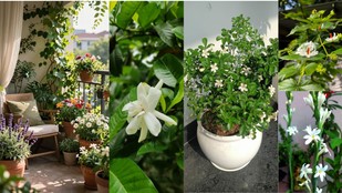 fragrance flower plants for balcony | balcony decor tips | fragrance flower plants for home
