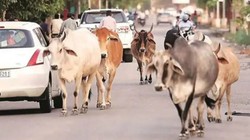 Gen Z को गो-संरक्षण से जोड़ेगी योगी सरकार, राज्य में 10 हजार ‘गो मित्रों’ को दी जाएगी ट्रेनिंग