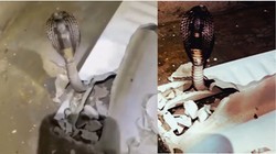 गुरुग्राम में बाथरूम से आ रही थी फुफकारने की आवाज, टॉयलेट सीट तोड़ी तो निकला 6 फीट लंबा जहरीला कोबरा सांप, देखें VIDEO