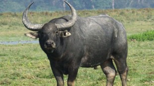 wild buffallo| chattisgarh