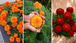दिवाली पर घर में चाहिए ढेर सारे गेंदे के फूल तो अगस्त में शुरू कर दें ये काम, बाजार से नहीं खरीदने पड़ेंगे