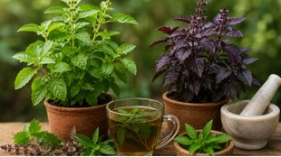 Rama Tulsi vs Krishna Tulsi Benefits in Hindi, Which Tulsi is Best for Health Ayurveda, कृष्ण तुलसी पीने या खाने के औषधीय गुण, Ayurvedic Experts on Rama and Krishna Tulsi, tulsi, tulsi benefits, tulsi health, rama tulsi, krishna tulsi