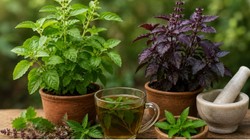 राम तुलसी या कृष्ण तुलसी, सेहत के लिए कौन सी है ज्यादा फायदेमंद? डाइटिशियन और आयुर्वेद एक्सपर्ट्स की जानें राय
