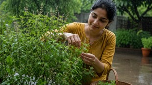 Tulsi Benefits in Hindi, Which Tulsi is Best for Health Ayurveda, Ayurvedic Experts on Tulsi, tulsi, tulsi benefits, tulsi health,tulsi health, krishna tulsi health, health tips, health news