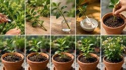 सितंबर में रातरानी की कटिंग से इस तरह तैयार करें पौधा, खुशबू से महक उठेगा घर का कोना-कोना
