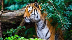 टाइगर कॉरिडोर में रेलवे लाइन को मिली हरी झंडी, मंजूरी के साथ रखी गई ये शर्त