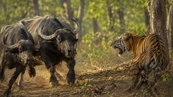 मालिक पर झपटी बाघिन, भैंसों ने दौड़ाकर बचायी जान