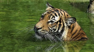 Panna Tiger Corridor, Panari Pumped Storage Project, NBWL, Tiger Corridor