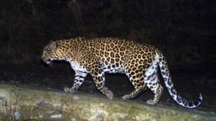 uttar pradesh| leopard attack bahraich |