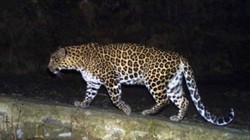उत्तर प्रदेश के बहराइच में सोते हुए शख्स को घसीट ले गया तेंदुआ, 200 मीटर दूर क्षत-व मिला शव, दहशत में लोग