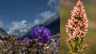 wildflower destinations in India | places to see wildflowers in India | Valley of Flowers alternatives