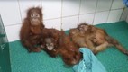 5 Orangutans Found in Odisha A Wildlife Mystery That Has Left Officials Baffled