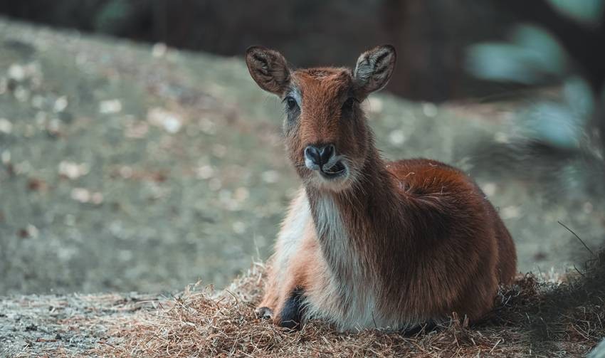 Animals Without Head