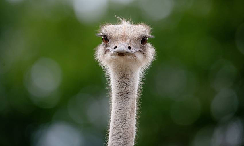 Animals Without Head