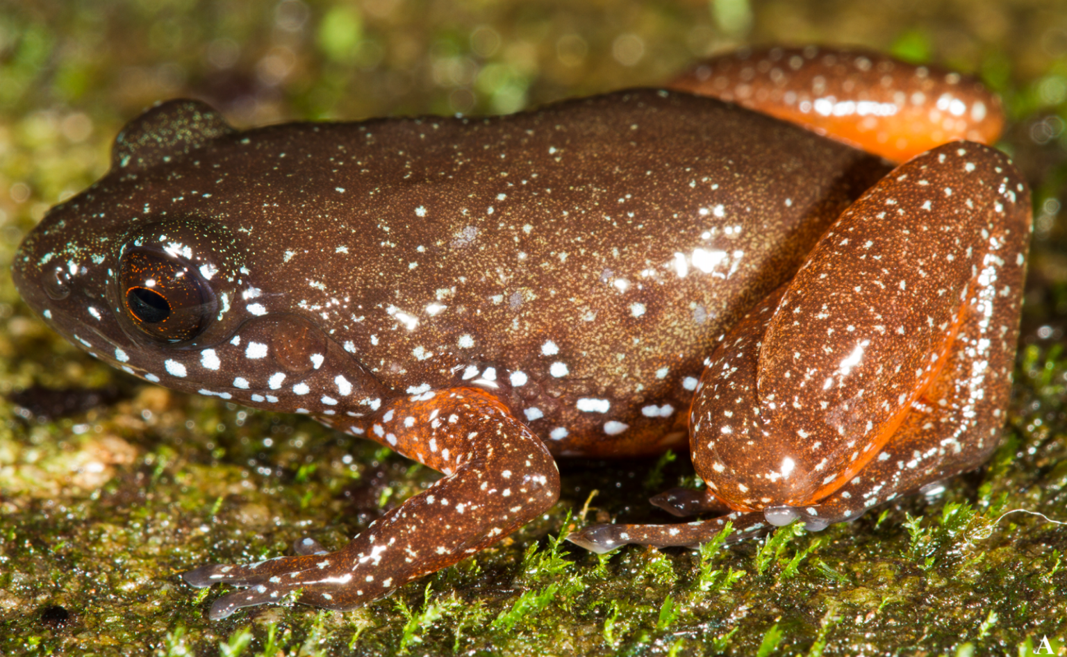 Cyttopsis indica