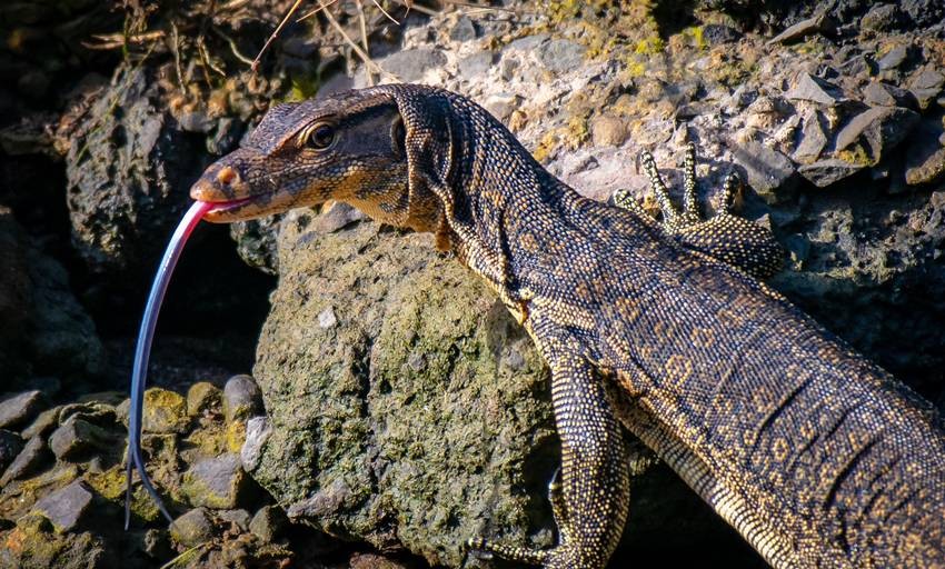 Bengal monitor lizard