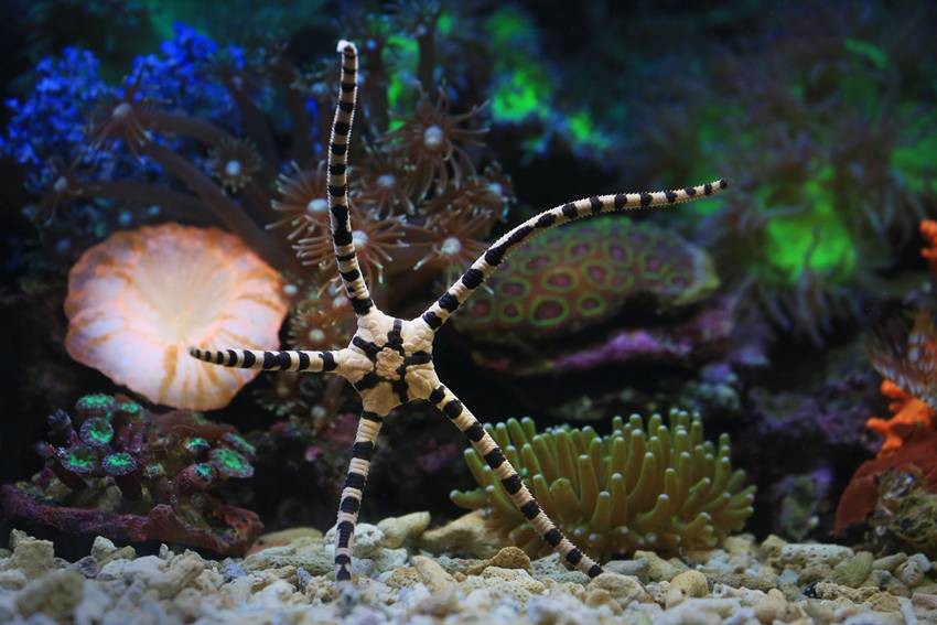 Brittle stars