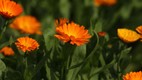 Calendula plant growing tips