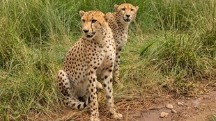 Kuno National Park Cheetah, Kuno Cheetah Friendship