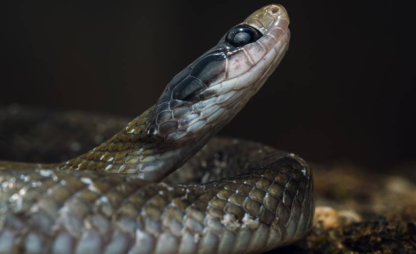 Common krait