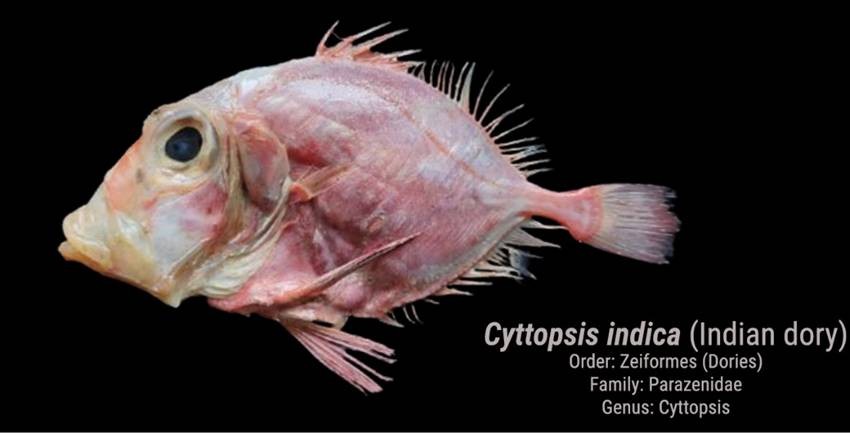 Cyttopsis indica