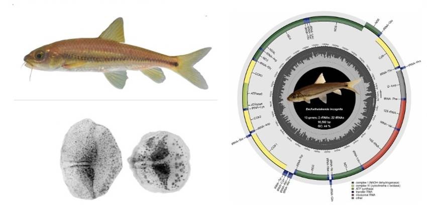 Eechathalakenda incognita