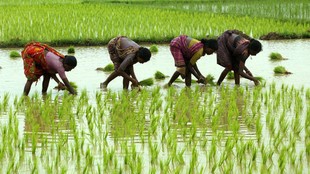 Climate Change, Rising Temperature, Agriculture Crisis